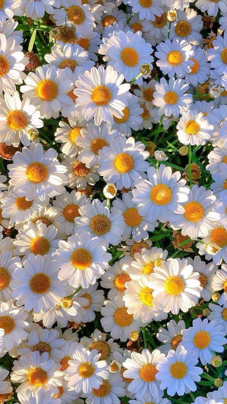 Morning Dew Freshness Floral Array